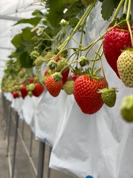 伊賀の里モクモク手づくりファームに投稿された画像（2021/3/6）