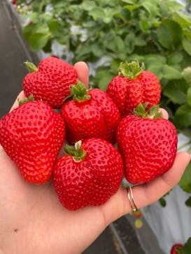 伊賀の里モクモク手づくりファームに投稿された画像（2021/3/6）