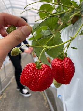 伊賀の里モクモク手づくりファームに投稿された画像（2021/3/6）