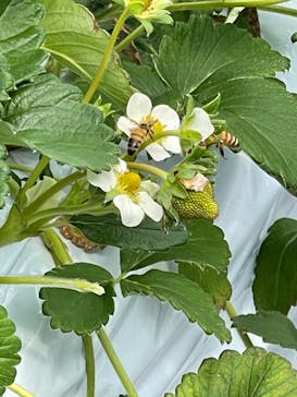 伊賀の里モクモク手づくりファームに投稿された画像（2021/3/6）