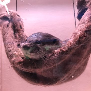 マクセル アクアパーク品川に投稿された画像（2021/3/6）