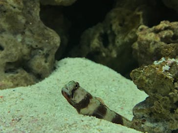 マクセル アクアパーク品川に投稿された画像（2021/3/6）