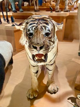 国立科学博物館に投稿された画像（2021/3/6）