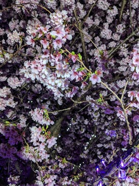 伊豆ぐらんぱる公園に投稿された画像（2021/3/7）