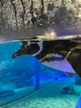 すみだ水族館に投稿された画像（2021/3/7）