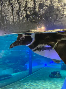 すみだ水族館に投稿された画像（2021/3/7）