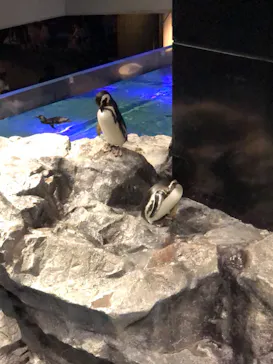 すみだ水族館に投稿された画像（2021/3/7）