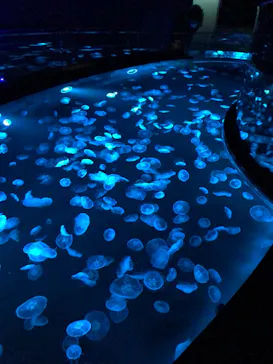 すみだ水族館に投稿された画像（2021/3/7）