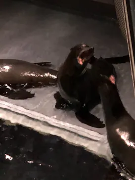 すみだ水族館に投稿された画像（2021/3/7）