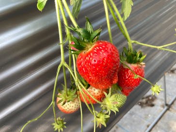 いのさんの観光農園に投稿された画像（2021/3/7）