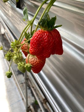 いのさんの観光農園に投稿された画像（2021/3/7）