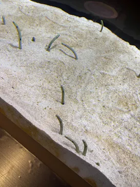 すみだ水族館に投稿された画像（2021/3/7）