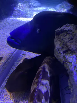 すみだ水族館に投稿された画像（2021/3/7）