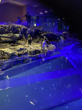 すみだ水族館に投稿された画像（2021/3/7）