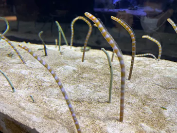 すみだ水族館に投稿された画像（2021/3/7）