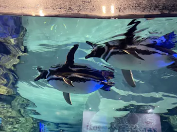 すみだ水族館に投稿された画像（2021/3/7）