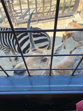 那須サファリパークに投稿された画像（2021/3/7）