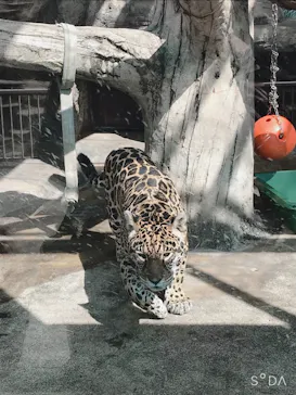 天王寺動物園に投稿された画像（2021/3/7）