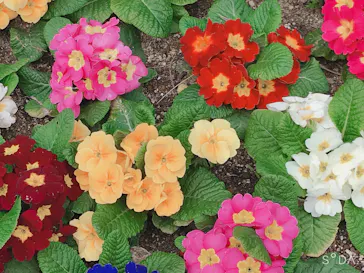 天王寺動物園に投稿された画像（2021/3/7）