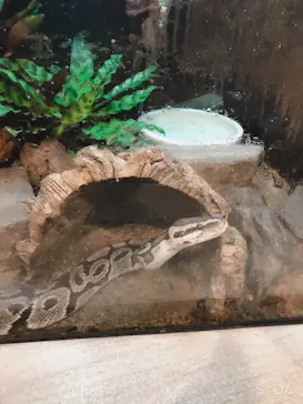 天王寺動物園に投稿された画像（2021/3/7）