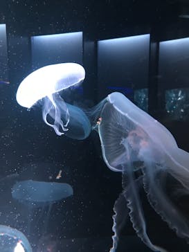 京都水族館に投稿された画像（2021/3/7）
