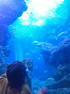 京都水族館に投稿された画像（2021/3/7）