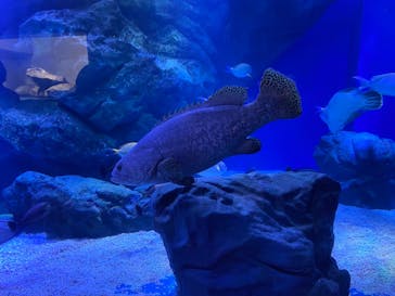 マクセル アクアパーク品川に投稿された画像（2021/3/7）