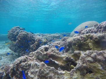 武藤潜水に投稿された画像（2021/3/7）