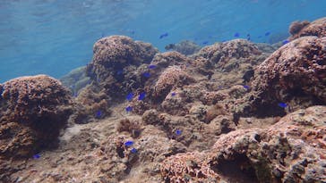 ダイビングショップ Sea Free（シーフリー）に投稿された画像（2021/3/7）