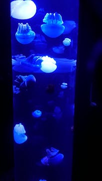 サンシャイン水族館に投稿された画像（2021/3/7）