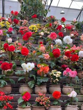 富士花鳥園に投稿された画像（2021/3/7）