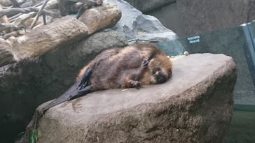 神戸どうぶつ王国に投稿された画像（2021/3/7）