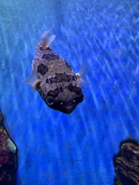 ゼロ距離水族館 伊勢シーパラダイスに投稿された画像（2021/3/7）