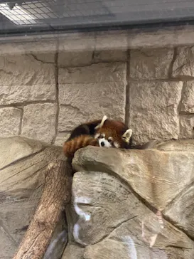 天王寺動物園に投稿された画像（2021/3/7）