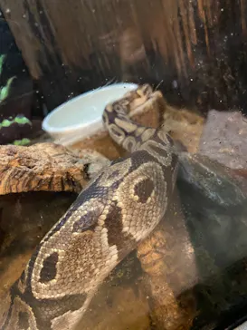 天王寺動物園に投稿された画像（2021/3/7）