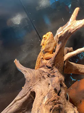 天王寺動物園に投稿された画像（2021/3/7）