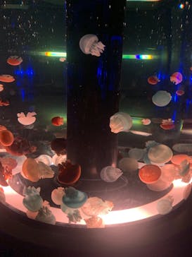 マクセル アクアパーク品川に投稿された画像（2021/3/7）