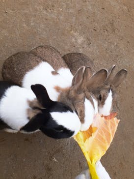 いのさんの観光農園に投稿された画像（2021/3/7）