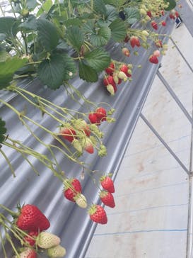 いのさんの観光農園に投稿された画像（2021/3/7）