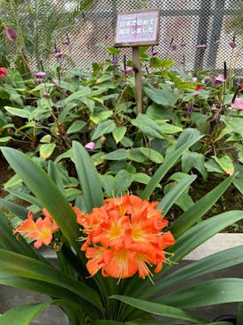 熱川バナナワニ園に投稿された画像（2021/3/7）