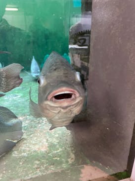 熱川バナナワニ園に投稿された画像（2021/3/7）