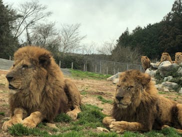 秋吉台自然動物公園 サファリランドに投稿された画像（2021/3/7）