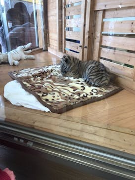 秋吉台自然動物公園 サファリランドに投稿された画像（2021/3/7）