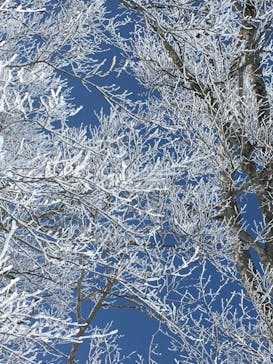 野沢温泉スキー場に投稿された画像（2021/3/7）
