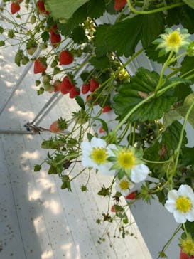 井上寅雄農園に投稿された画像（2021/3/7）