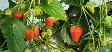 井上寅雄農園に投稿された画像（2021/3/7）