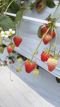 井上寅雄農園に投稿された画像（2021/3/7）