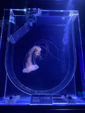 すみだ水族館に投稿された画像（2021/3/7）