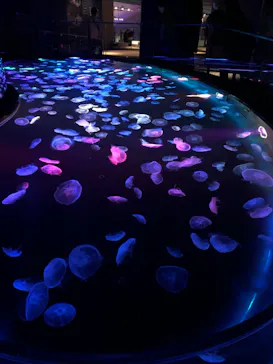 すみだ水族館に投稿された画像（2021/3/7）