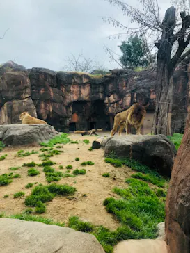 天王寺動物園に投稿された画像（2021/3/7）